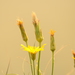 Gelasia ensifolia - Photo 由 ninabredihina 所上傳的 (c) ninabredihina，保留部份權利CC BY-NC