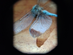 Zyxomma obtusum