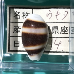 Palmadusta asellus