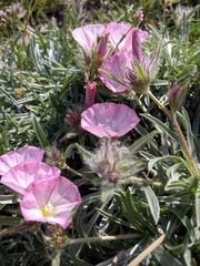 Convolvulus calvertii