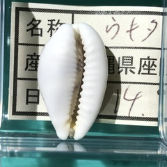 Palmadusta asellus