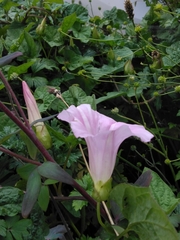 Calystegia × pulchra