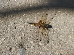 Libellula quadrimaculata