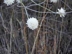 Cephalaria