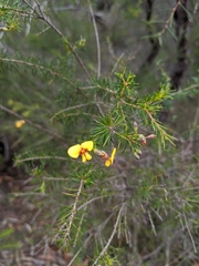 Dillwynia tenuifolia