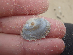 Macomona deltoidalis