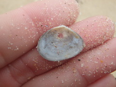 Macomona deltoidalis