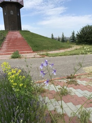 Delphinium consolida