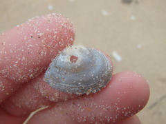 Macomona deltoidalis