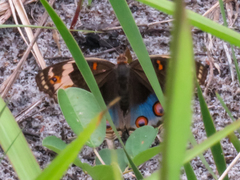 Junonia orithya ocyale