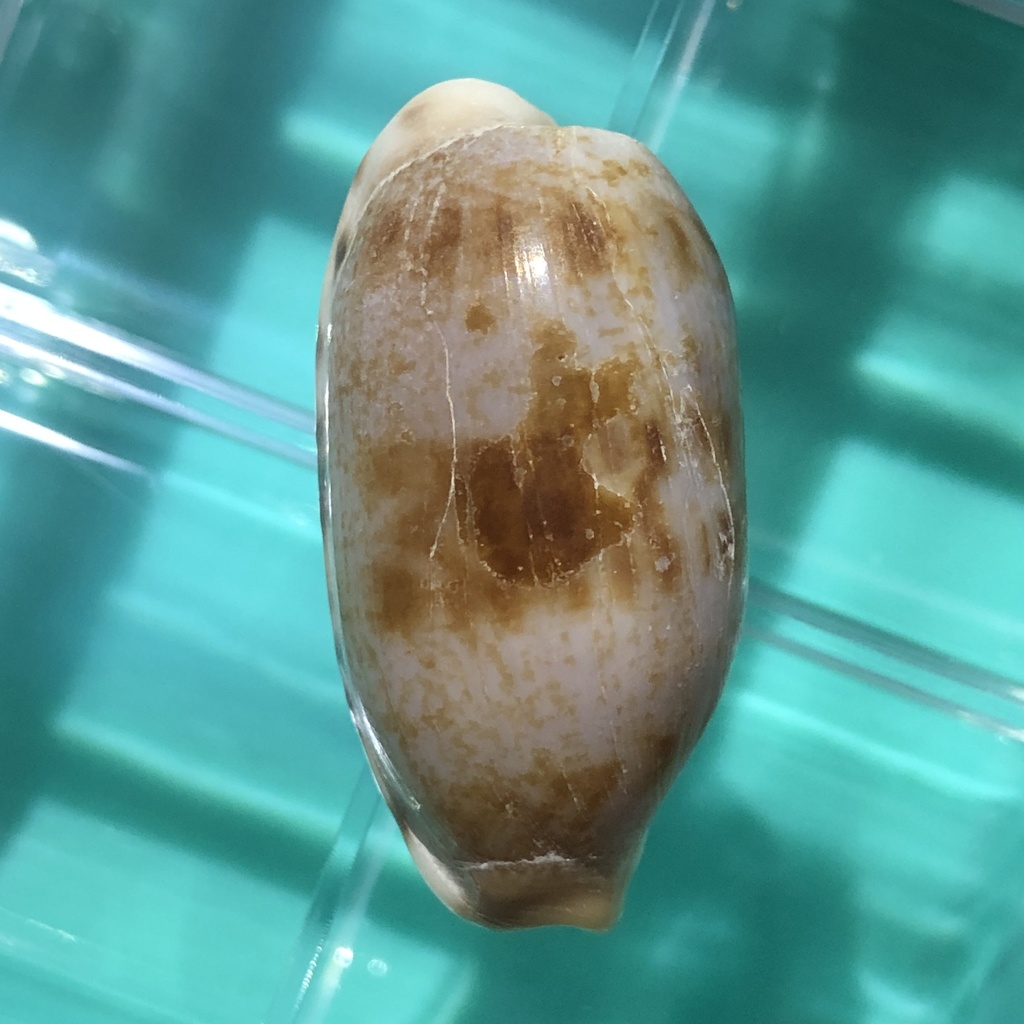 Tapering Cowry