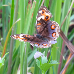 Junonia orithya ocyale