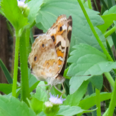 Junonia orithya ocyale