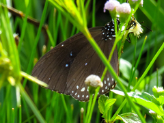 Euploea modesta modesta