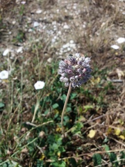 Allium