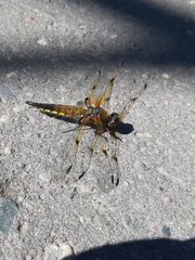 Libellula quadrimaculata
