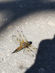 Libellula quadrimaculata