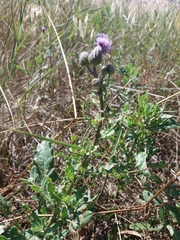 Cirsium arvense