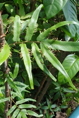 Lygodium salicifolium