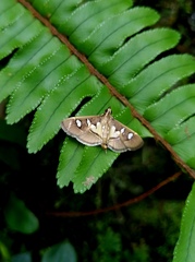 Glyphodes crithealis