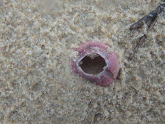 Megabalanus coccopoma