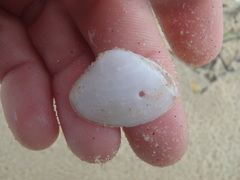 Mactrotoma antecedens