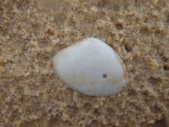 Mactrotoma antecedens