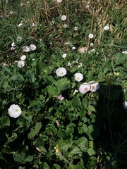 Convolvulus arvensis