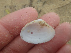 Mactrotoma antecedens