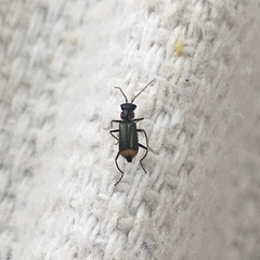 Axinotarsus pulicarius