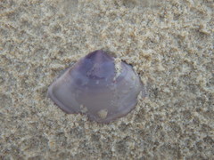 Austromactra contraria