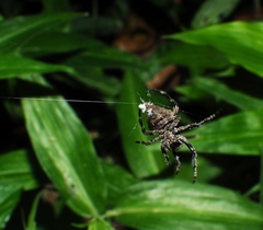 Araneus ventricosus