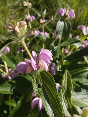 Phlomis herba-venti