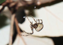 Araneus ventricosus