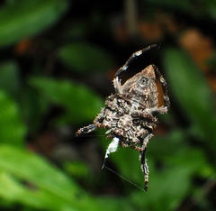 Araneus ventricosus