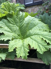 Gunnera tinctoria