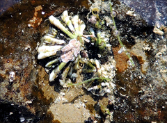 Patelloida corticata