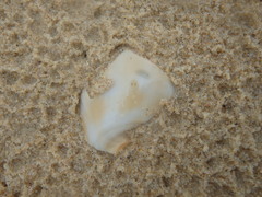 Phalium areola