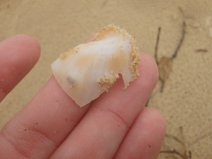 Phalium areola