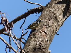 Pogoniulus chrysoconus