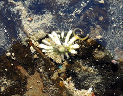 Patelloida corticata