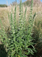 Echium italicum