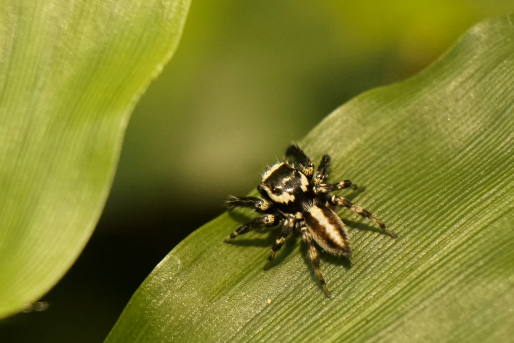 Black-and-White Grass Jumping Spider