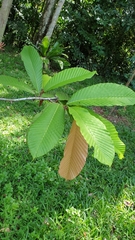Dipterocarpus caudatus