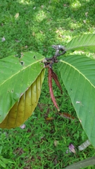Dipterocarpus caudatus