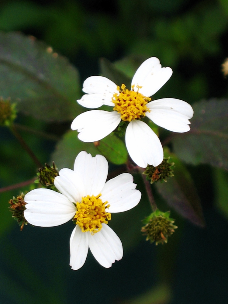 Bidens