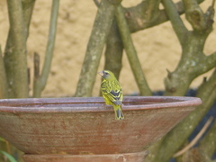 Crithagra hyposticta