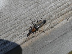 Cephaloon lepturides