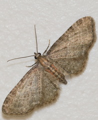 Eupithecia haworthiata