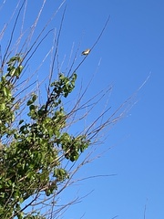 Spiza americana